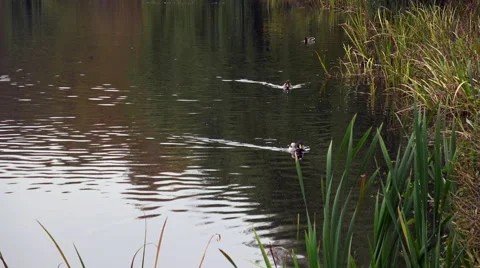Ducks swimming at lake side Stock Footage 68631730