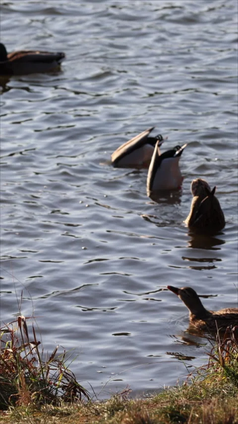 Ducks Swimming On The Lake. Vertical. Stock Footage 283630480