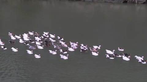 Ducks swimming in a line in the stream 库存影片 341743496