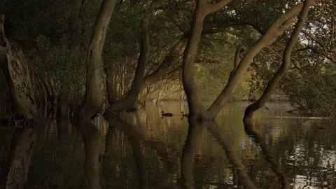 Ducks Swimming with mangroves Video stock 136824619