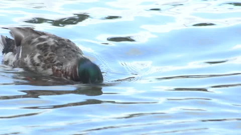Ducks swimming in marina Stock Footage 236478983