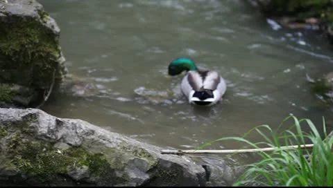 Ducks swimming in a mountain stream Video stock 10600242