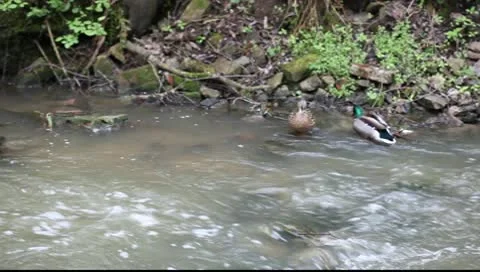 Ducks swimming in a mountain stream Video stock 10600245