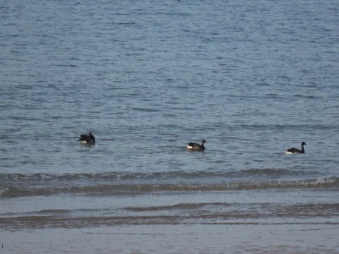 Ducks swimming on the ocean Video stock 76915877