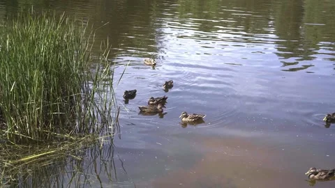 Ducks swimming at park Stock Footage 162129254