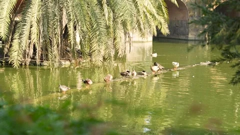 Ducks swimming in a park pond Stock Footage 341763699