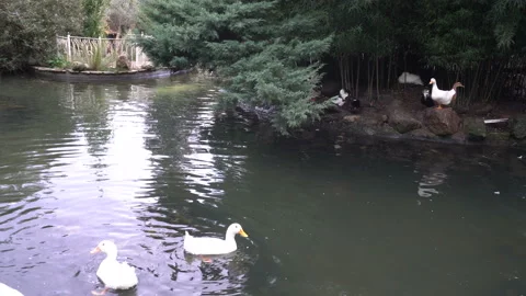 Ducks swimming in park pool Stock Footage 143279494
