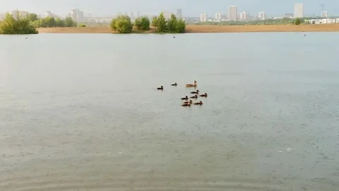 Ducks swimming peacefully on a calm river with a city skyline in the background. Video stock 334735902