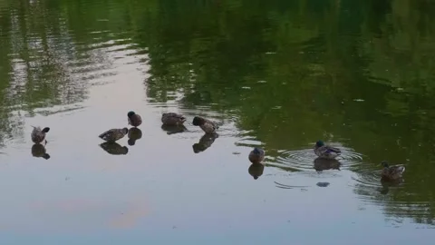 Ducks Swimming Peacefully in the Ros River, Ukraine on a Calm Day Stock Footage 326376361