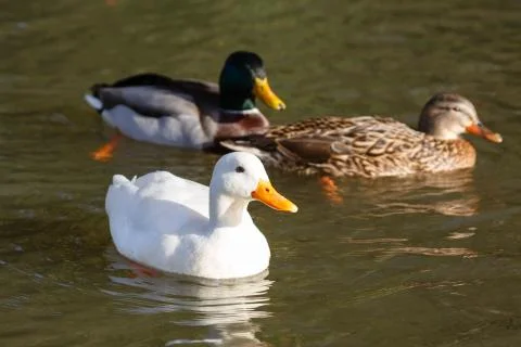 Ducks swimming Stock Photos