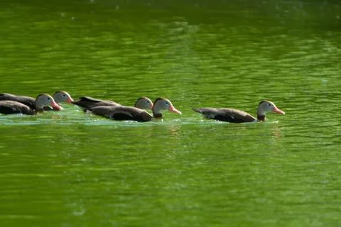 Ducks swimming Foto stock