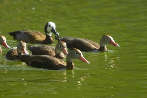 Ducks swimming Stock Photos