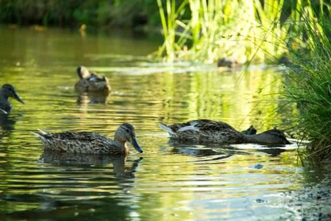 Ducks swimming Stock Photos