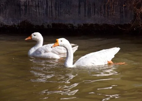 Ducks Swimming Foto stock