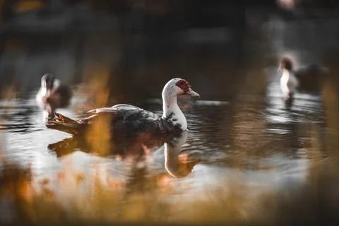 Ducks swimming 스톡 사진