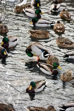 Ducks swimming Stock Photos