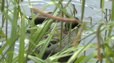Ducks Swimming in Pond and Itching Stock Footage 25423908