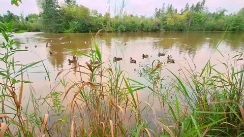 Ducks Swimming In A Pond Captured Through Tall Grass Stock Footage 255174304