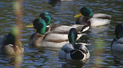 Ducks swimming in pond Stock Footage 703629