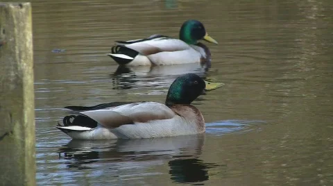 Ducks swimming in pond Stock Footage 703672