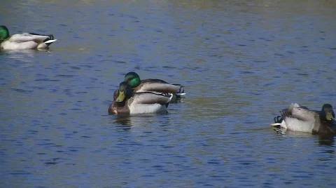 Ducks swimming in pond Video stock 703697