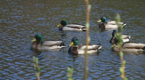 Ducks swimming in pond Stock Footage 703698