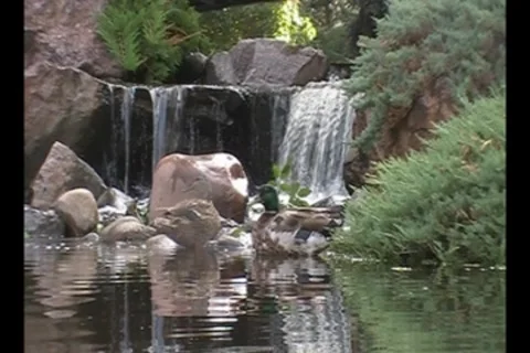Ducks Swimming In Pond 動画素材 7760018
