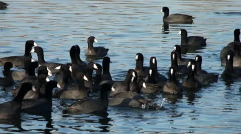 Ducks swimming in pond Stock Footage 21429093