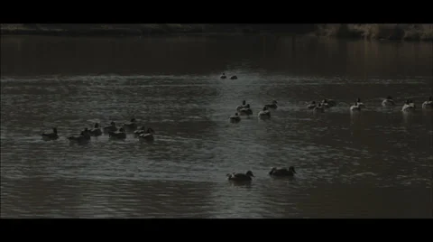 Ducks Swimming in Pond Stock Footage 34370727