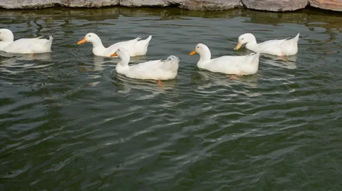Ducks swimming in pond Stock Footage 45908252