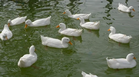 Ducks swimming in pond Stock Footage 45913220
