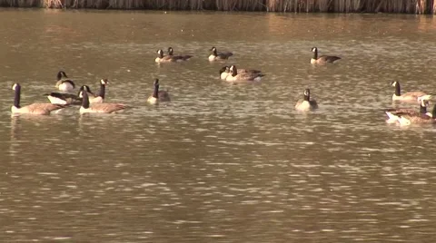 Ducks swimming in a pond Stock Footage 54630469