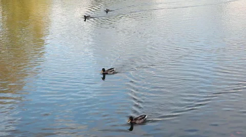 Ducks swimming in the pond Stock Footage 56875342