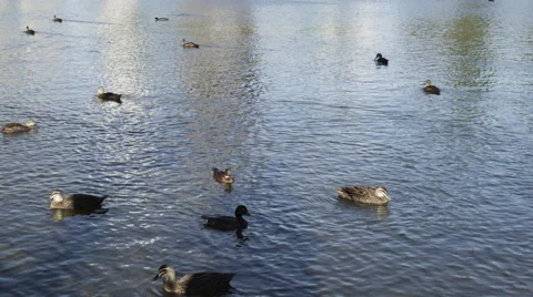 Ducks Swimming in Pond Video stock 61417227