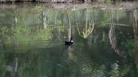 The ducks swimming in the pond 库存影片 77779247
