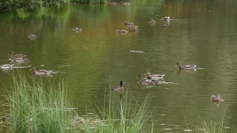Ducks Swimming In A Pond 스톡 동영상 80961170