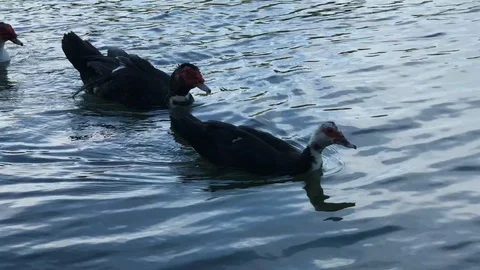Ducks swimming in a pond 库存影片 91906861