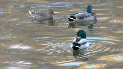 Ducks Swimming In A Pond Stock Footage 96640183