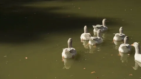 Ducks swimming on a pond Stock Footage 97142622