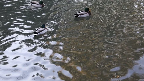 Ducks swimming in pond Stock Footage 99804815