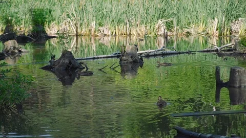 Ducks Swimming in the Pond Stock Footage 112861335