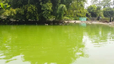 Ducks swimming on a pond Stock Footage 122608312