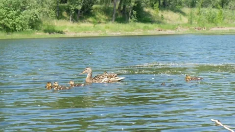 Ducks swimming on pond Stock Footage 127271392