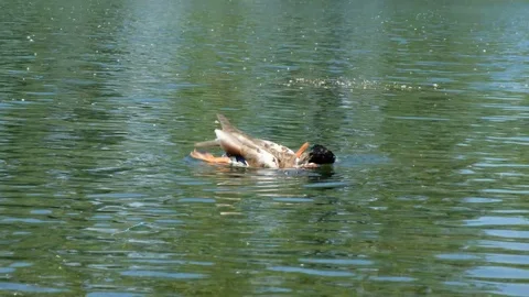 Ducks swimming on pond Stock Footage 127271394