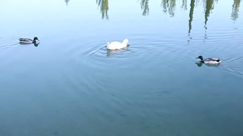 Ducks swimming in a pond Stock Footage 130903097