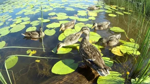 Ducks swimming in pond Stock Footage 135742634