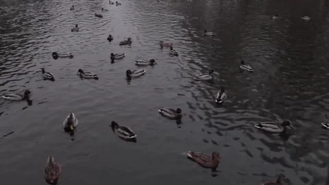 Ducks swimming in the pond Stock Footage 145426925