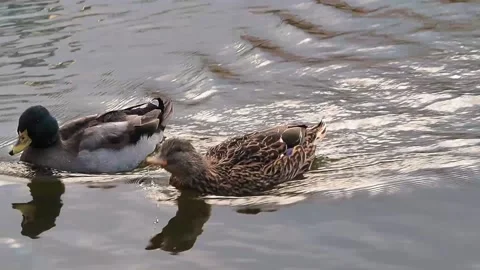 Ducks swimming in the pond Stock Footage 221852428