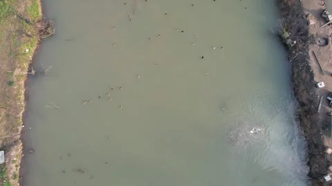 Ducks swimming in the pond Stock Footage 267119681