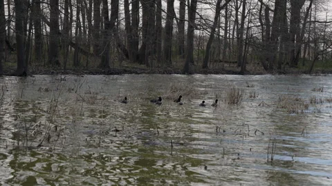 Ducks swimming in a pond Stock Footage 280350898
